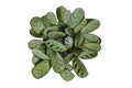 Top view of tropical `Ctenanthe Burle Marxii Amagris` houseplant with dark green vein pattern