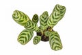 Top view of tropical `Ctenanthe Burle Marxii`house plant with exotic stripe pattern