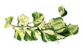 Top view of tropical `Epipremnum Aureum Manjula` pothos houseplant with long vine on white background