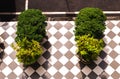 Top view of tropical outdoor decorated plant on the tiled pavement