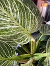 Top view of tropical Philodendron Birkin house plant with beautiful white line patterns on dark green leaves Royalty Free Stock Photo