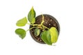 Top view of a tropical philodendron brasil plant with yellow stripes leaves on white isolated background Royalty Free Stock Photo