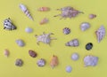 Top view on tropical seashells arranged on yellow background