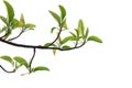 Young tropical elephant apple tree leaves with branches on white isolated background for green foliage backdrop