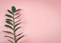 Tropical zamioculcas branch  with leaves on pink background with copy space Royalty Free Stock Photo