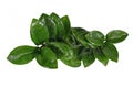 Top view of tropical `Zamioculcas Zamiifolia Zenzi` houseplant on white background