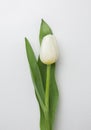 top view tulips flower. High quality photo