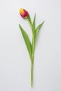 top view tulips flower
