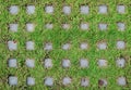 Top view of turf stone pavers covered with vibrant green grass Royalty Free Stock Photo