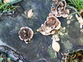 Top view of Turkey tail fungus Trametes versicolor growing on trunk of dead cut tree. Royalty Free Stock Photo