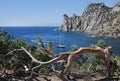 Top view of the turquoise sea bay, rocks and small ship through the bizarrely curved trunk of the Crimean pine