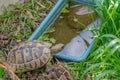 Top view of a turtle going to drink water. Reproduction of turtles at home