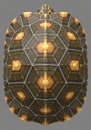 Top view of a turtle shell displaying an intricate pattern of Royalty Free Stock Photo