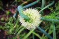 The top view of a twisted onion inflorescene Royalty Free Stock Photo