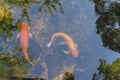 Top view two beautiful koi fishes swimming at clear pond in botanic garden near Dallas, Texas, USA Royalty Free Stock Photo