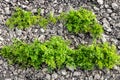 top view of two beds with green fresh parsley