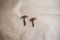 Top view two birch mushroom over Craft paper Background, raw mushroom, close up, copy space Royalty Free Stock Photo