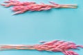 Top view of two bouquets of pink spikelets on a blue background. Design. Spring, summer texture. Mothers Day, Womens Day, March