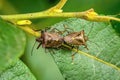 Top view of two brown red legged shield bugs Royalty Free Stock Photo