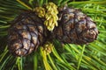 Top view of two cones of evergreen Siberian dwarf pine Pinus Pumila. Closeup natural floral background, Christmas mood Royalty Free Stock Photo