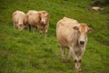 Top view of two cows and a bull of the race Blonde of Aquitaine