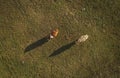 Top view of two cows grazing on pasture field from drone pov