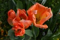 Top view of two delicate vivid orange tulips with small water drops in a garden in a rainy spring day, beautiful outdoor floral ba Royalty Free Stock Photo