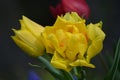 Top view of two delicate vivid yellow and white tulips with small water drops in a garden in a rainy spring day, beautiful outdoor Royalty Free Stock Photo