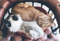 Directly above shot of two domestic cats side by side resting on red armchair