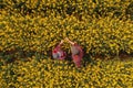 Top view of two farm workers examining crops in blooming rapeseed field on bright sunny spring day Royalty Free Stock Photo