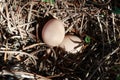 Top view of two free range chicken eggs in wild nest