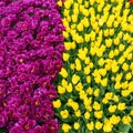 Top view of two halves of a yellow and purple field of tulips. Royalty Free Stock Photo