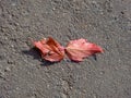 Top view of two identical red leaves lying on the surface of the asphalt. Autumn leaf fall