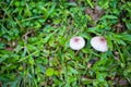 Top view of two mushrooms growing on green grass Royalty Free Stock Photo