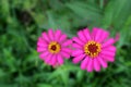 Top view of two pink zinnia flowers in a green garden. Spring and summer flower backgrounds. Beautiful spring flower backgrounds Royalty Free Stock Photo