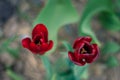 Top view of two purple tulips