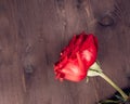 Top of view of two red roses on old wood, old style, valentine day and love concept Royalty Free Stock Photo