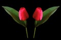 Top view, Two red tulips flower blossom isolated on black background for design or stock photo, illustration, tropical summer Royalty Free Stock Photo