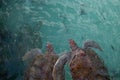 Top view of two reddish brown sea turtles swimming as a pair underwater Royalty Free Stock Photo