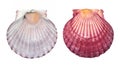 Top view of two scallop seashells, isolated on white background. Royalty Free Stock Photo