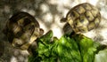Top view of two turtles eating lettuce leaves with a shadow of leaves on the floor Royalty Free Stock Photo