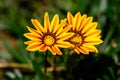 Top view of two vivid yellow and orange gazania flowers and blurred green leaves in soft focus, in a garden in a sunny summer day Royalty Free Stock Photo