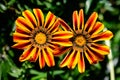 Top view of two vivid yellow and orange gazania flowers and blurred green leaves in soft focus, in a garden in a sunny summer day Royalty Free Stock Photo