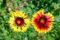 Top view of two vivid yellow and red Gaillardia flowers, common name blanket flower,  and blurred green leaves in soft focus, in a Royalty Free Stock Photo