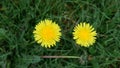 Top view of two yellow dandelion flowers against green grass background Royalty Free Stock Photo