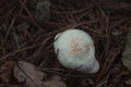 Top view of an unedible mushroom Royalty Free Stock Photo