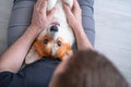 Top view of upside down portrait of funny corgi dog on owner arms. Family love Royalty Free Stock Photo