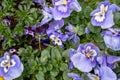 Top view of colourful pansies in a suburban garden. Photographed in April.