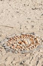 Sea shells, arranges in the sand of a tropical beach Royalty Free Stock Photo