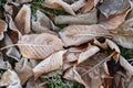 Top view of various brown leaves covered in frost. A frozen leaf carpet on the grass. Wintry texture and pattern Royalty Free Stock Photo